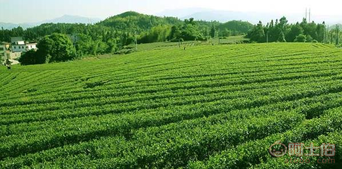 樂(lè)昌白毛茶 韶關(guān)茶源茶葉專(zhuān)業(yè)合作社的手工綠茶與紅茶